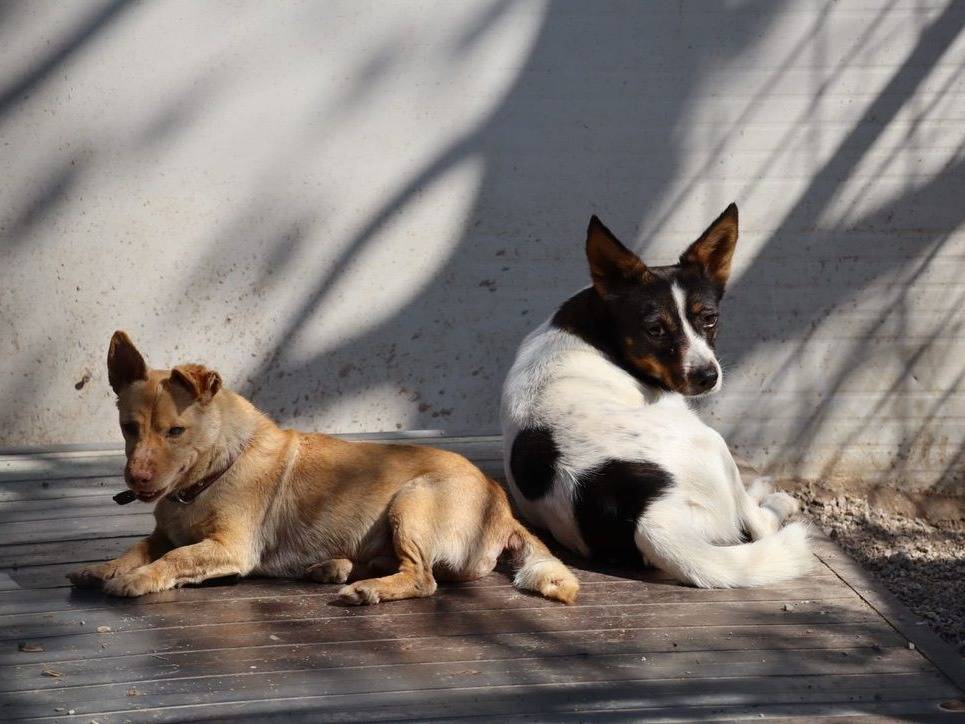 Adotta un cane, taglia piccola, maschio, Salerno
