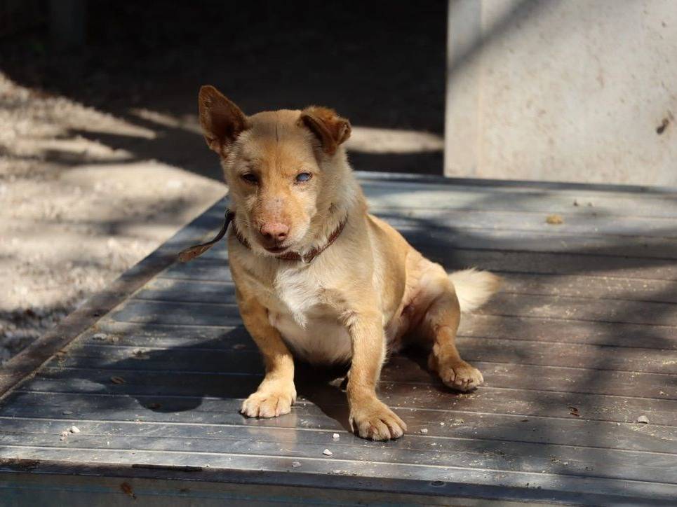 Vuoi adottare un cane a Salerno?
