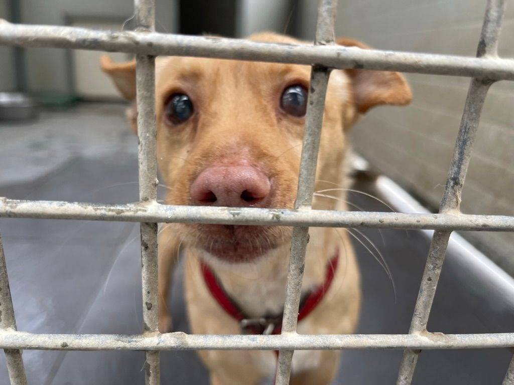 Adotta il cane ERNESTO a Salerno