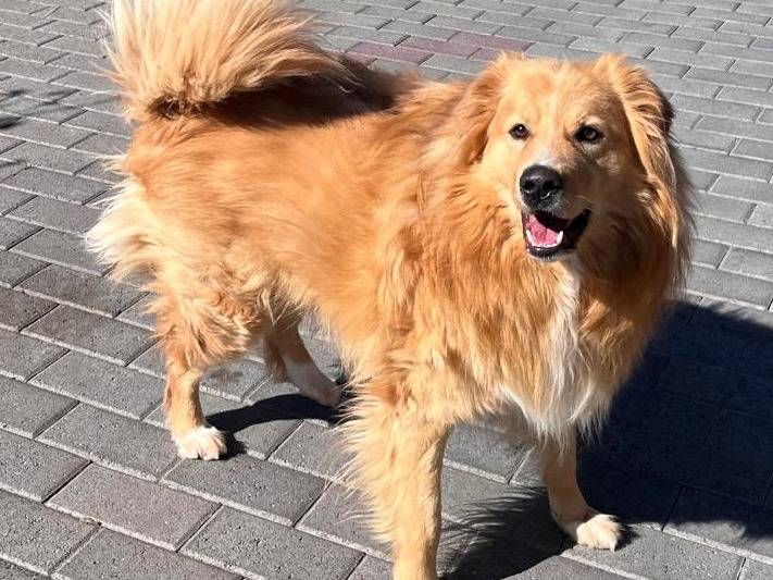 Vuoi adottare un cane a Milano?