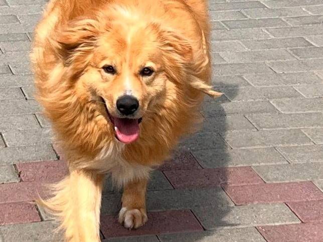 Adotta il cane DIOR a Milano