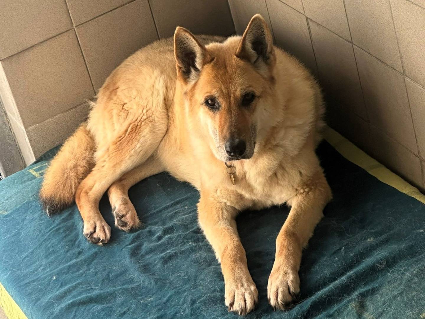 Adozione cane, femmina, Razza sconosciuta Razza sconosciuta, 11 anni e 6 mesi, taglia media, Milano