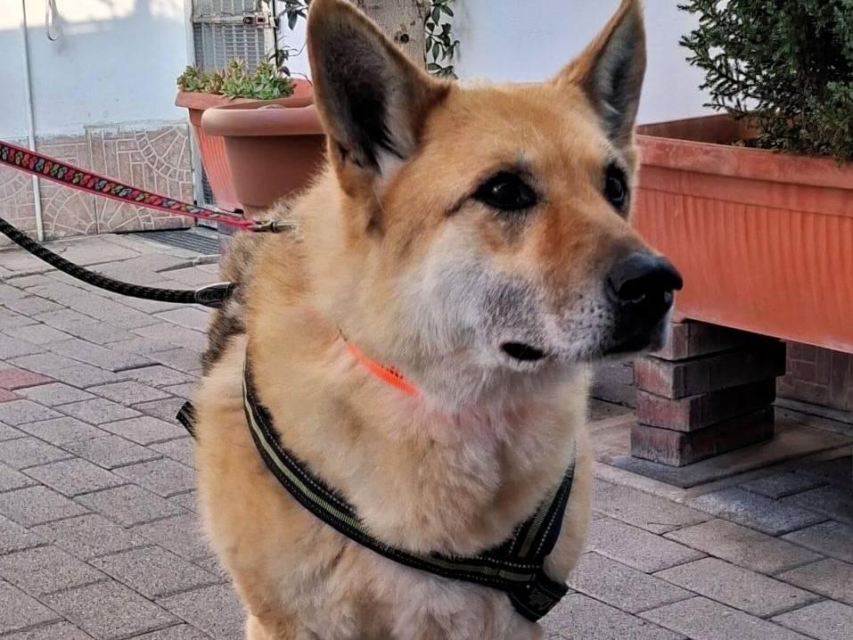 Adotta un cane, femmina, 11 anni e 6 mesi, Milano