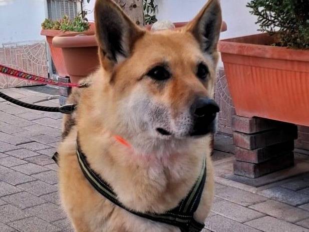 Adotta un cane, taglia media, femmina, Milano