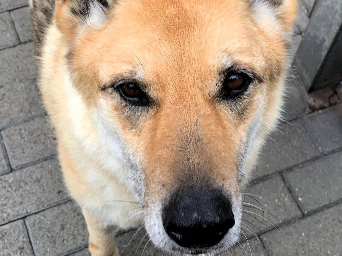 Vuoi adottare un cane a Milano?