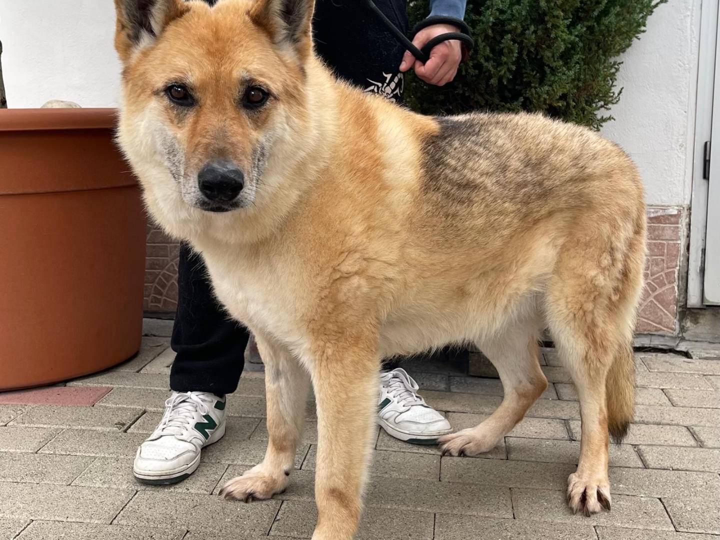 Adotta il cane LUPA a Milano