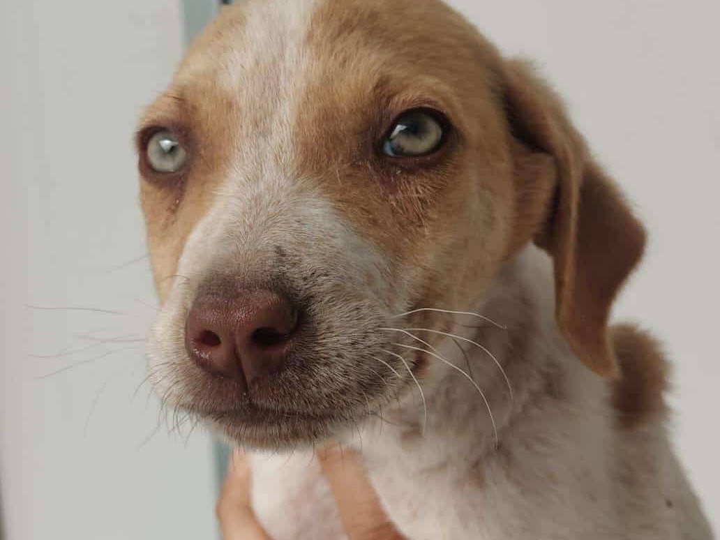 Adozione cane, maschio, Razza sconosciuta Razza sconosciuta, 3 mesi, taglia media, Caltanissetta
