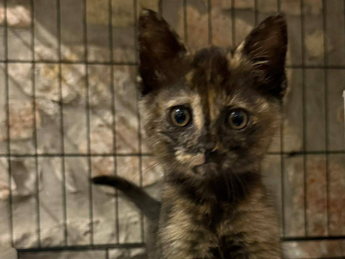 Adozione gatto, femmina, Razza sconosciuta Razza sconosciuta, 3 mesi, taglia non valida, Latina