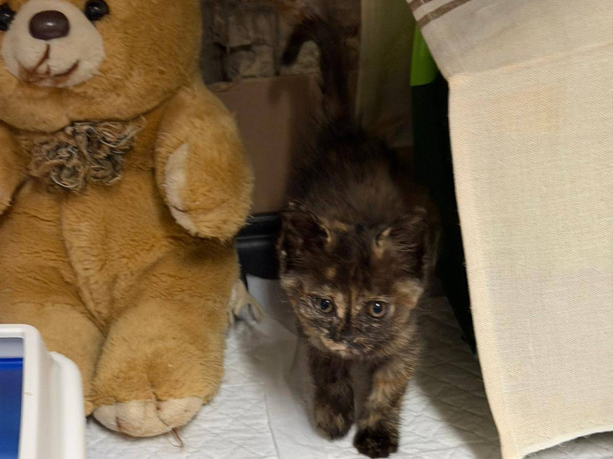 Adotta un gatto, femmina, 3 mesi, Latina