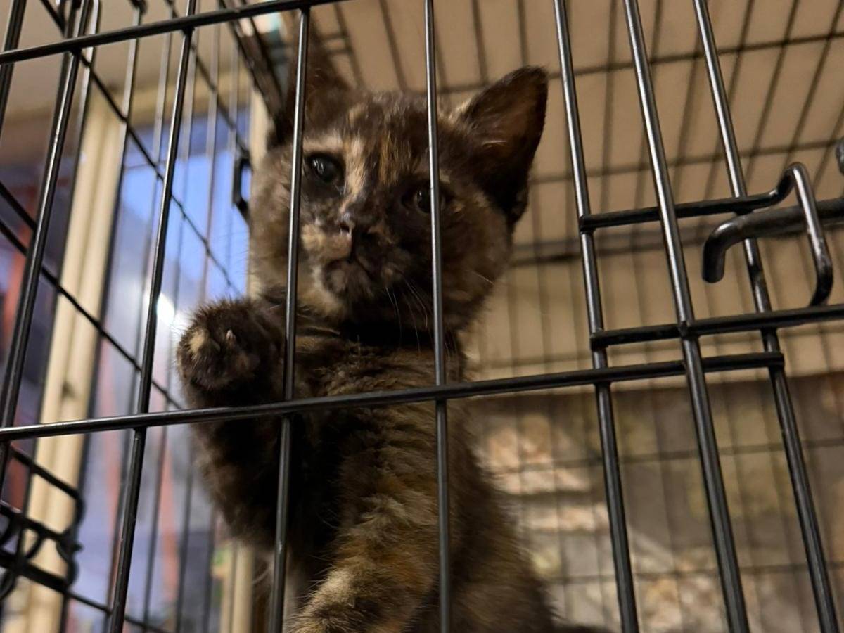 Adotta un gatto, taglia non valida, femmina, Latina