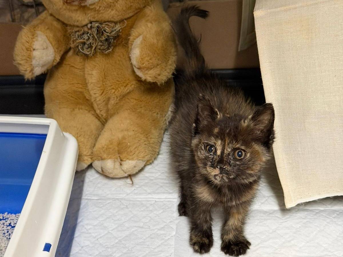 Vuoi adottare un gatto a Latina?