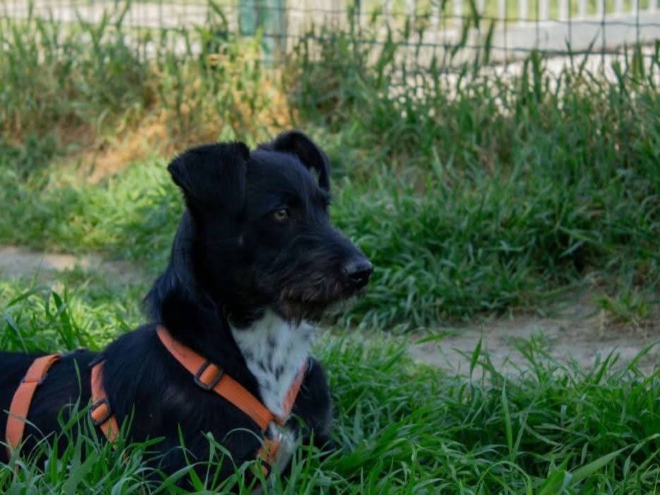 Adotta un cane, maschio, 7 mesi, Milano