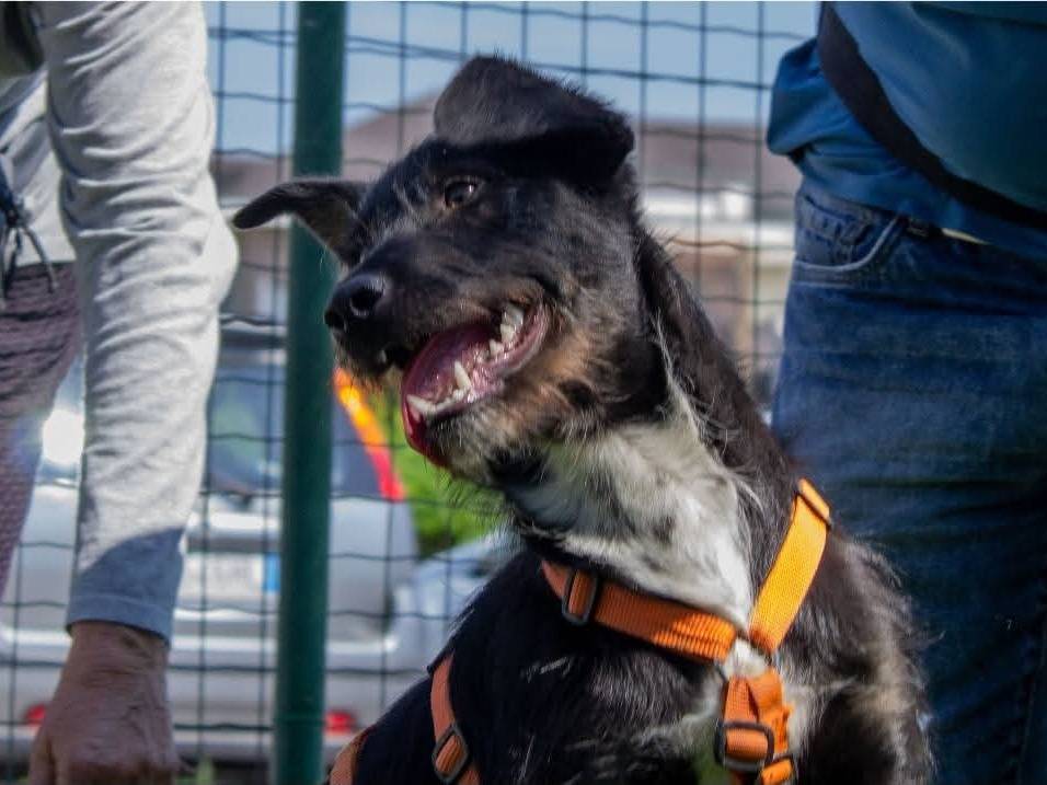 Adotta un cane, taglia media contenuta, maschio, Milano