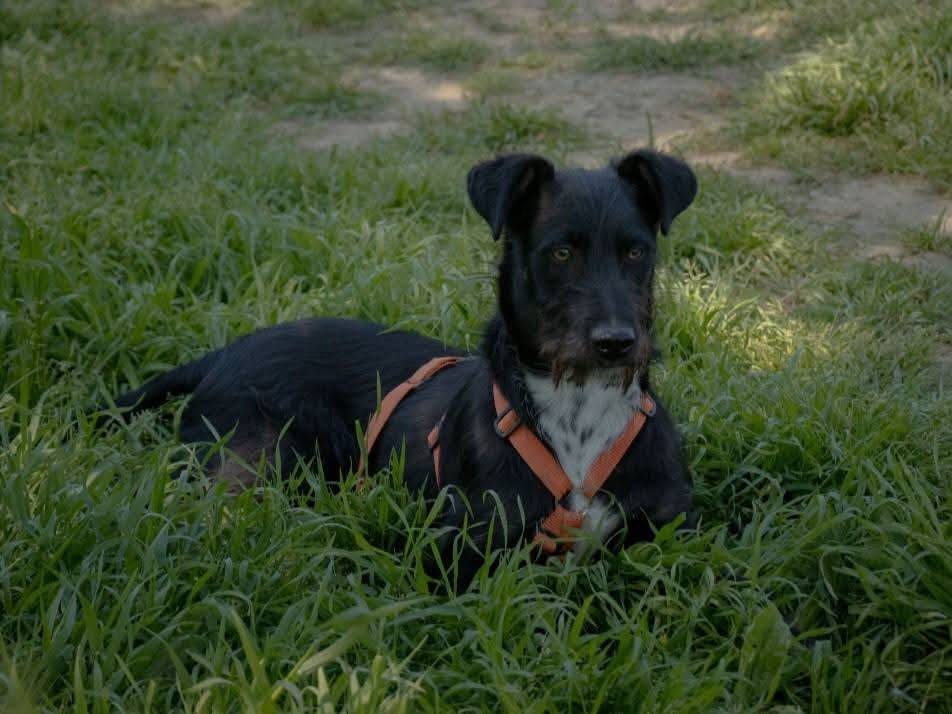 Vuoi adottare un cane a Milano?