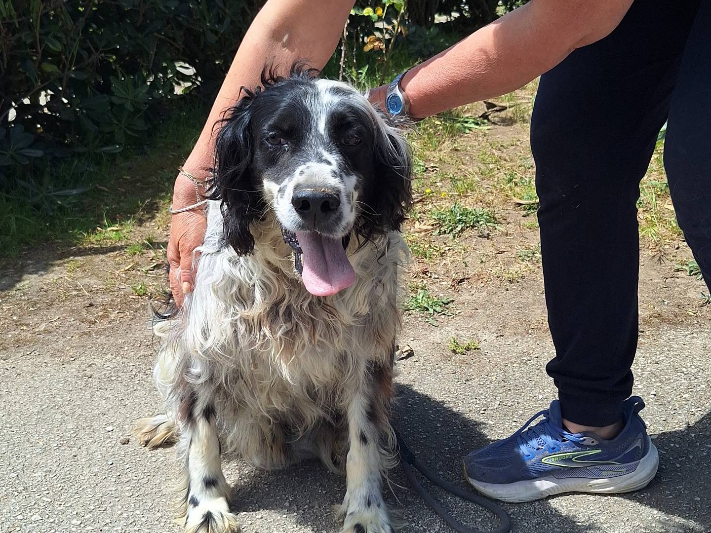 Adozione cane, maschio, Setter Inglese Razza sconosciuta, 8 anni e 11 mesi, taglia grande, Napoli