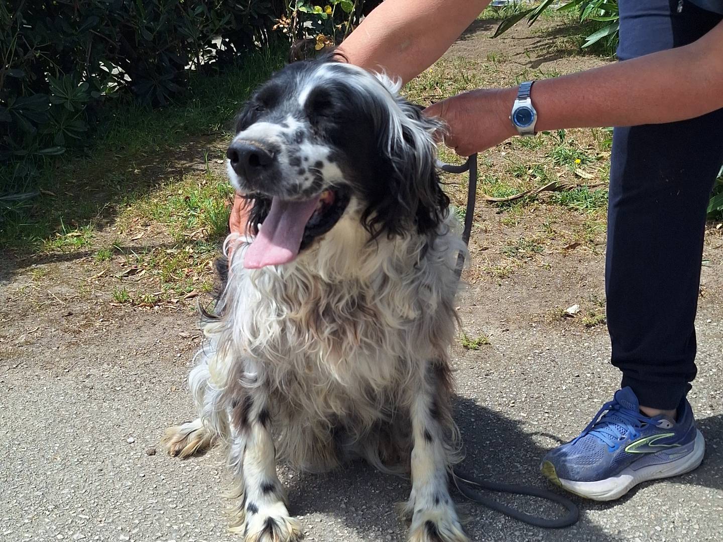 Adotta un cane, taglia grande, maschio, Napoli