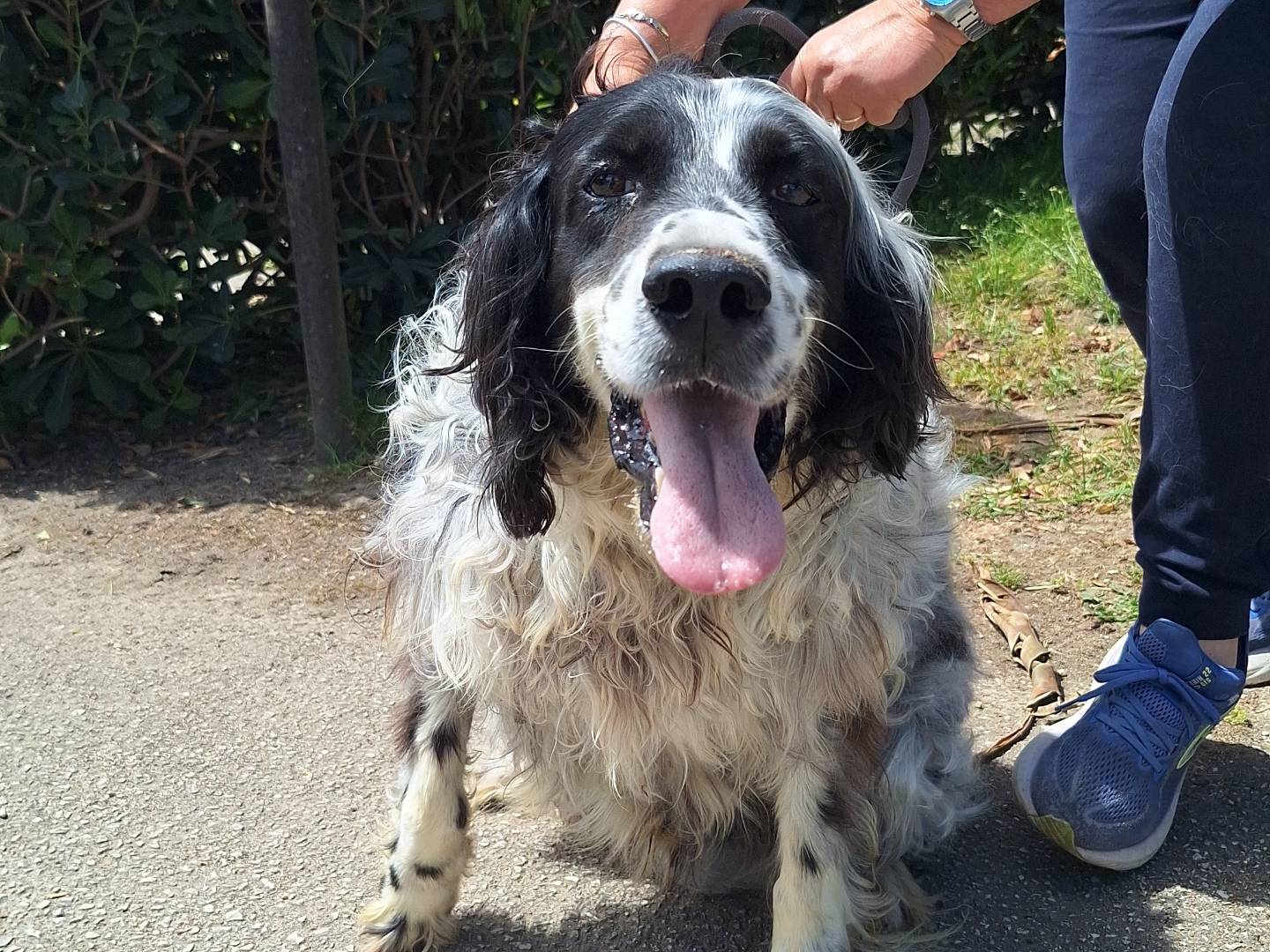 Adotta un cane, maschio, 8 anni e 11 mesi, Napoli
