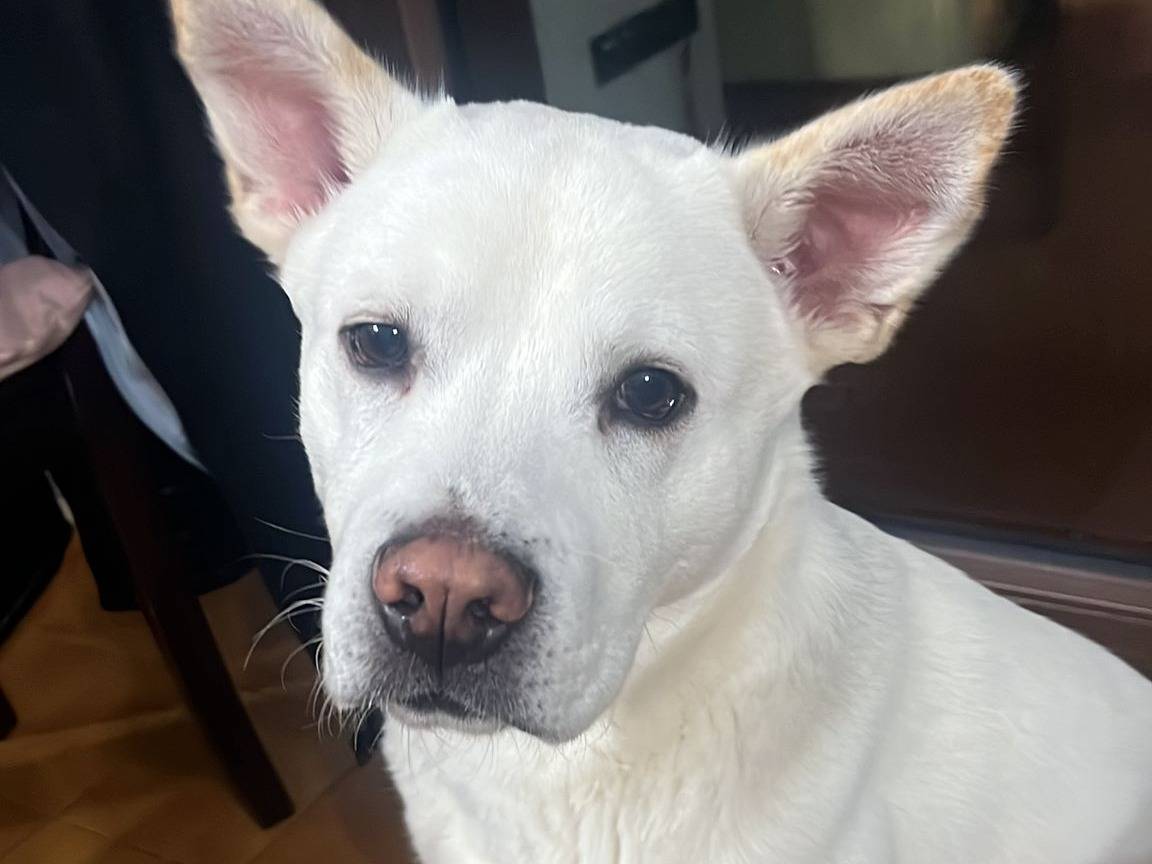Adozione cane, maschio, Razza sconosciuta Razza sconosciuta, 10 mesi, taglia media, Latina