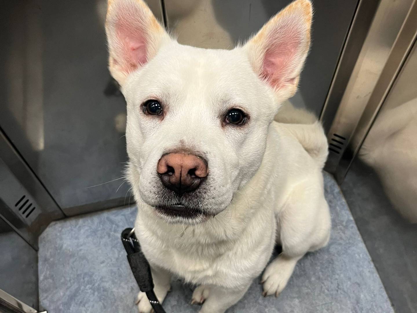 Adotta un cane, maschio, 10 mesi, Latina