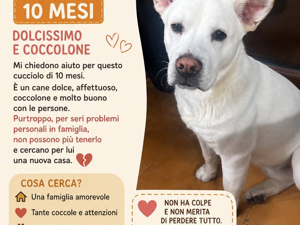 Adotta un cane, taglia media, maschio, Latina