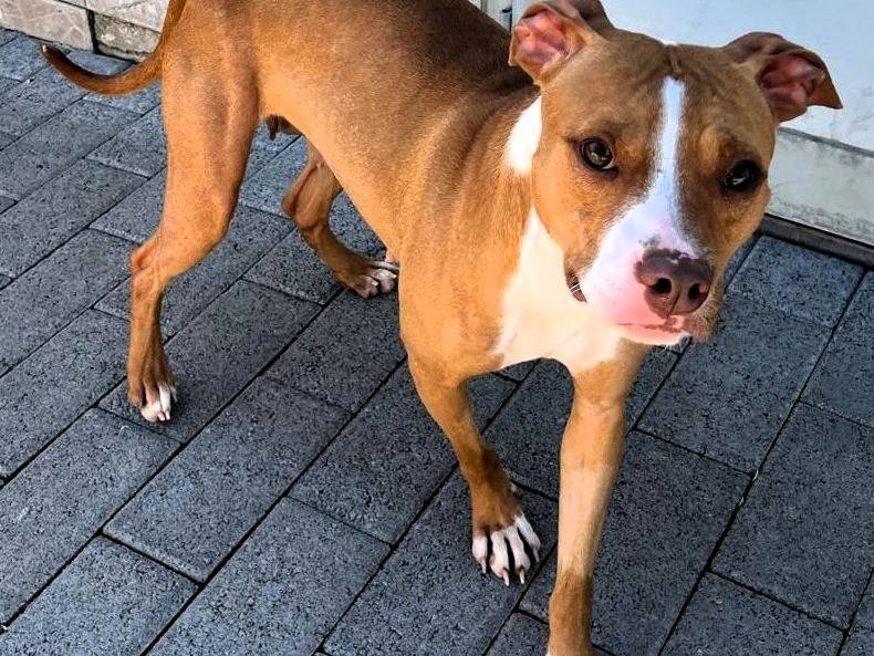 Adotta un cane, femmina, 1 anno e 6 mesi, Milano