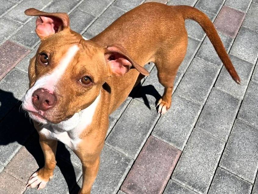 Adotta un cane, taglia media, femmina, Milano