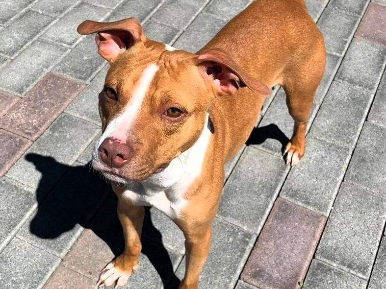 Vuoi adottare un cane a Milano?