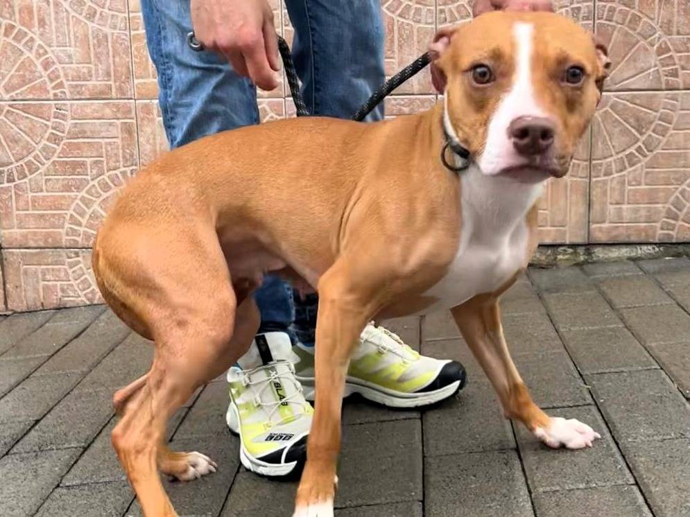 Adotta il cane ANDROMACA a Milano