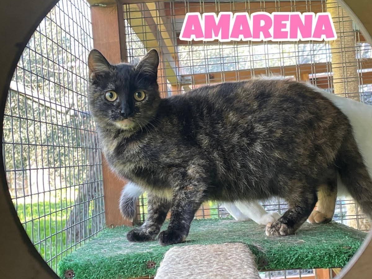 Adozione gatto, femmina, Razza sconosciuta Razza sconosciuta, 1 anno e 4 mesi, taglia non valida, Bari