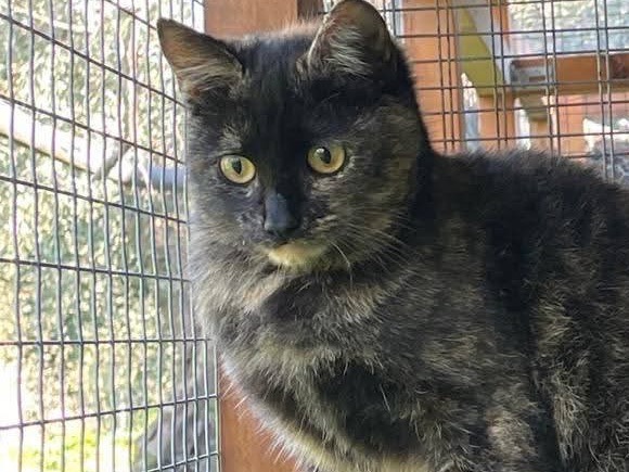 Adotta un gatto, femmina, 1 anno e 4 mesi, Bari