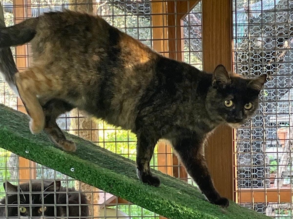 Vuoi adottare un gatto a Bari?