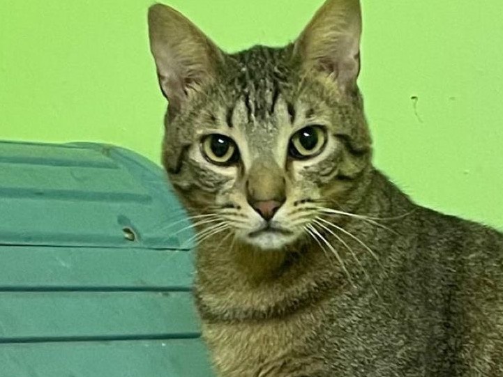 Adozione gatto, maschio, Razza sconosciuta Razza sconosciuta, 3 anni e 4 mesi, taglia non valida, Bari