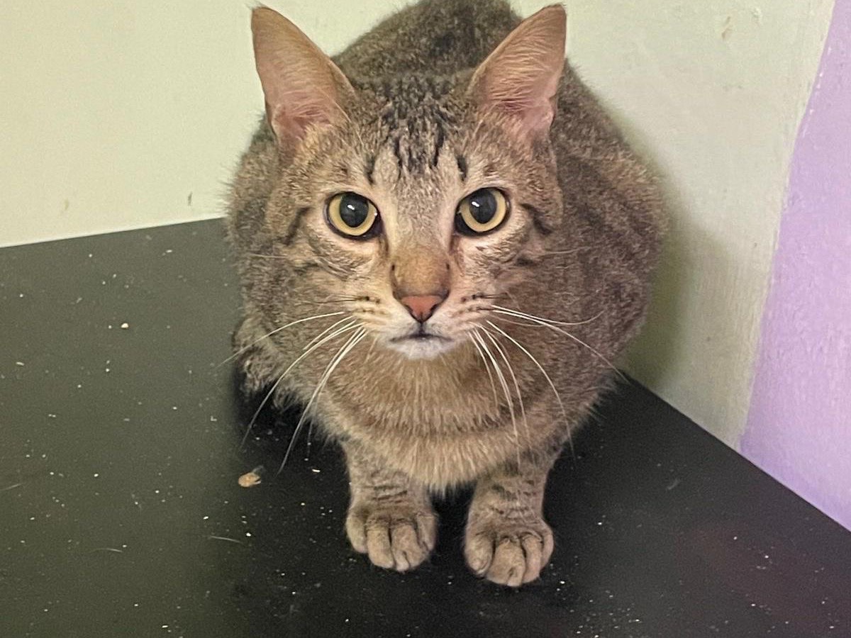 Adotta un gatto, taglia non valida, maschio, Bari
