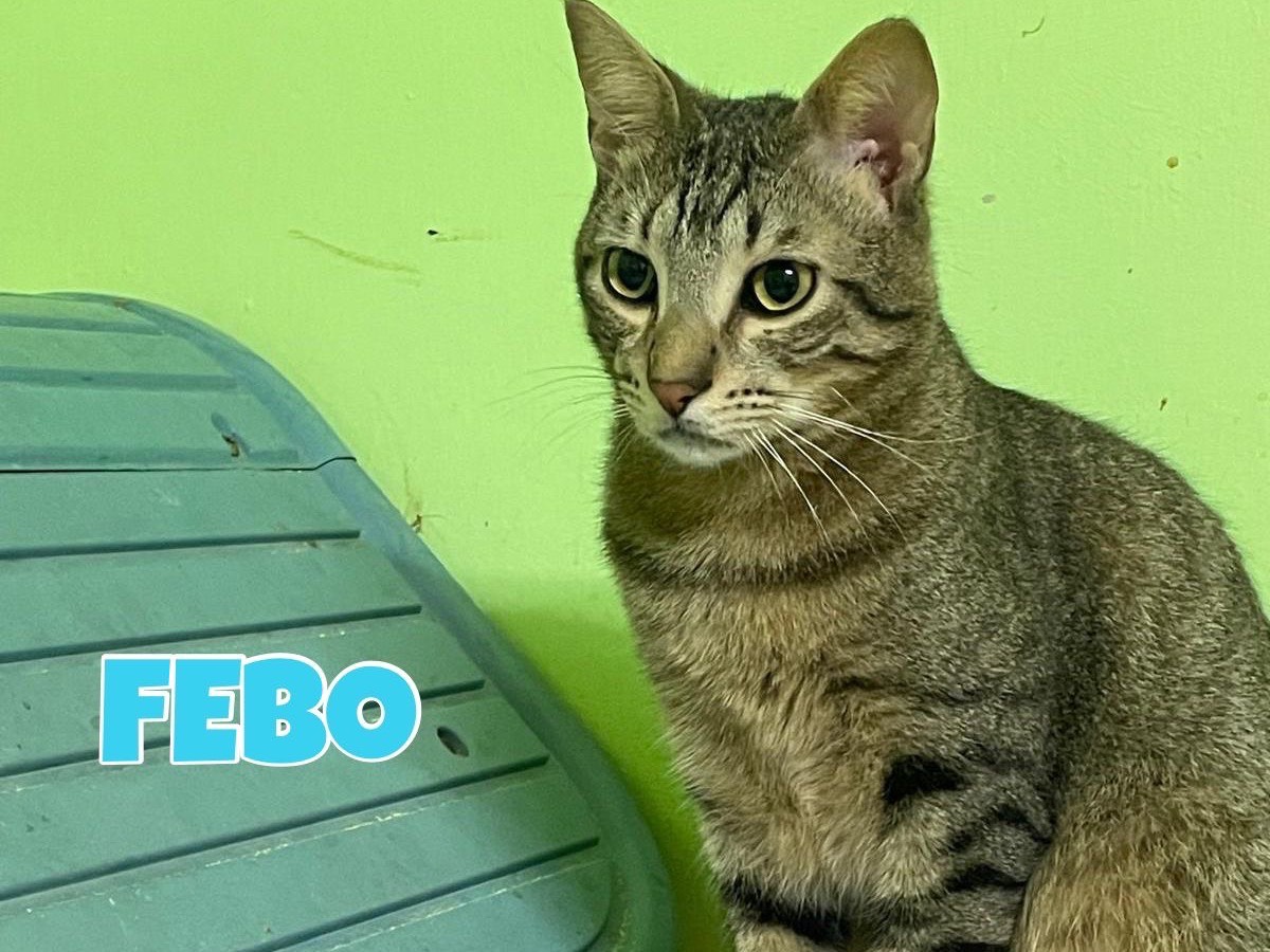 Adotta un gatto, maschio, 3 anni e 4 mesi, Bari
