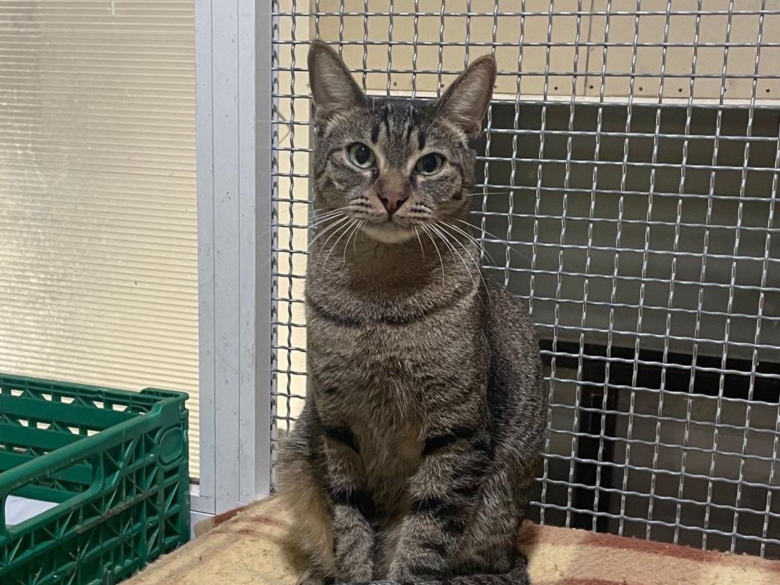 Adozione gatto, maschio, Razza sconosciuta Razza sconosciuta, 3 anni e 4 mesi, taglia non valida, Bari