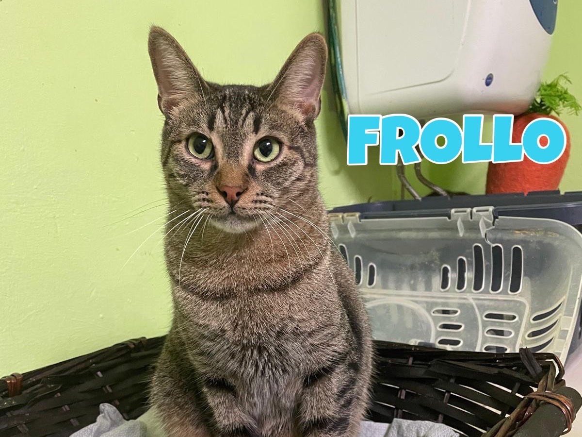 Adotta un gatto, maschio, 3 anni e 4 mesi, Bari