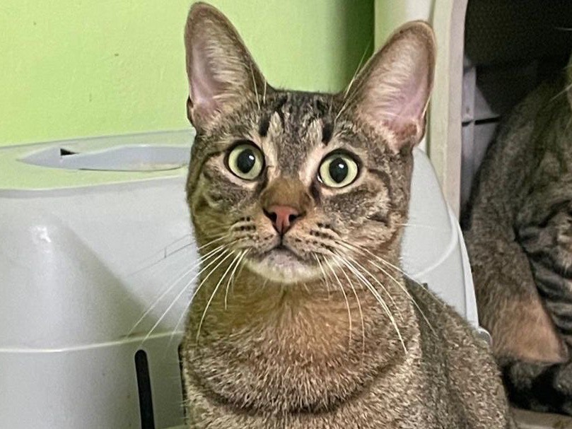 Adotta un gatto, taglia non valida, maschio, Bari