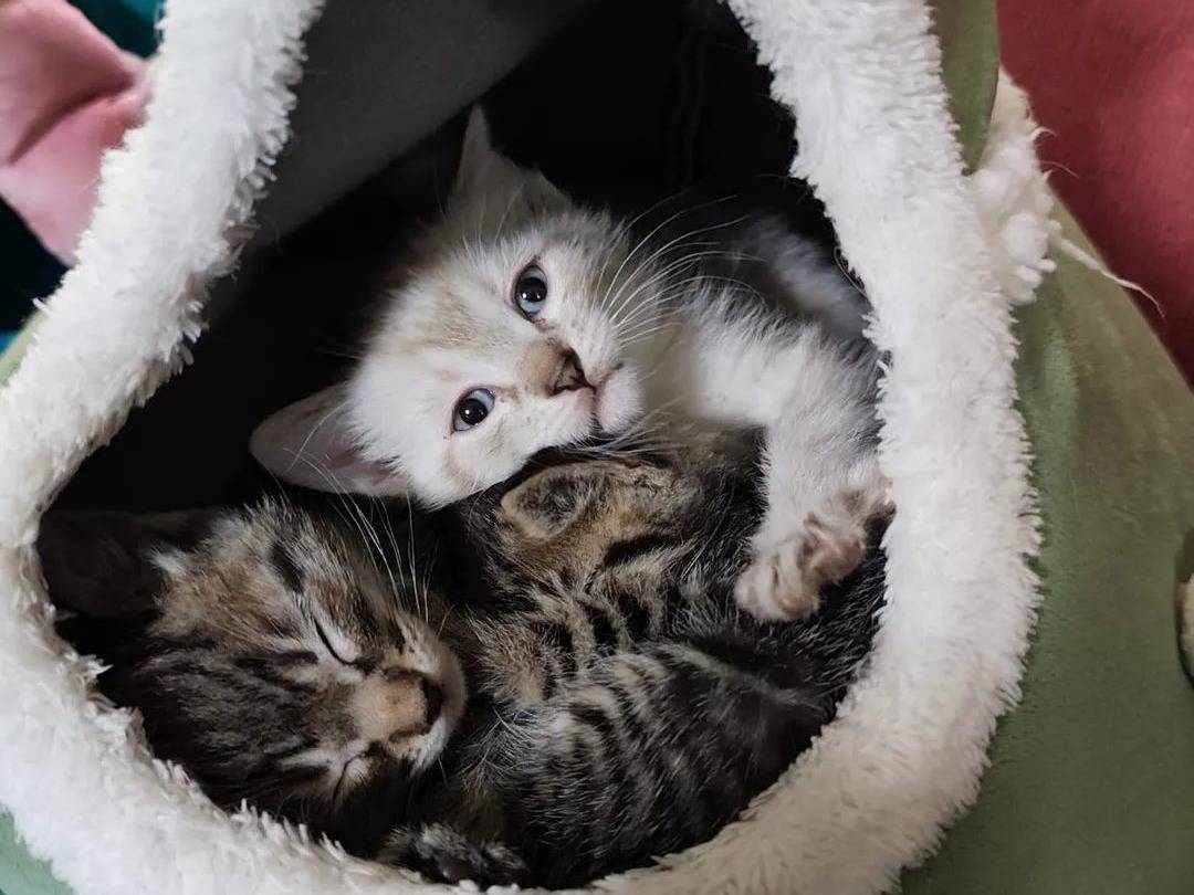 Adozione gatto, femmina, Razza sconosciuta Razza sconosciuta, 3 anni e 7 mesi, taglia non valida, Chieti
