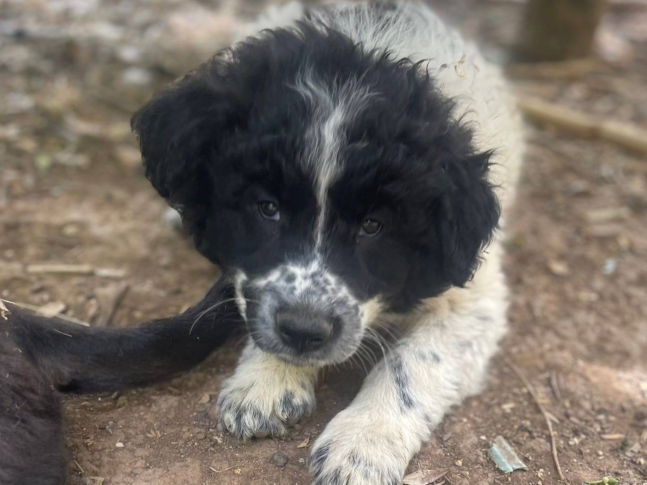 Adotta un cane, maschio, 2 mesi, Frosinone