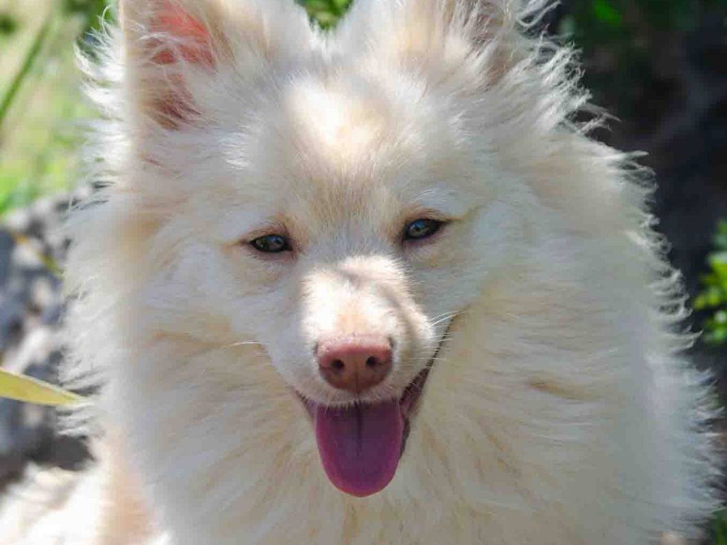 Adotta un cane, maschio, 1 anno, Lecce