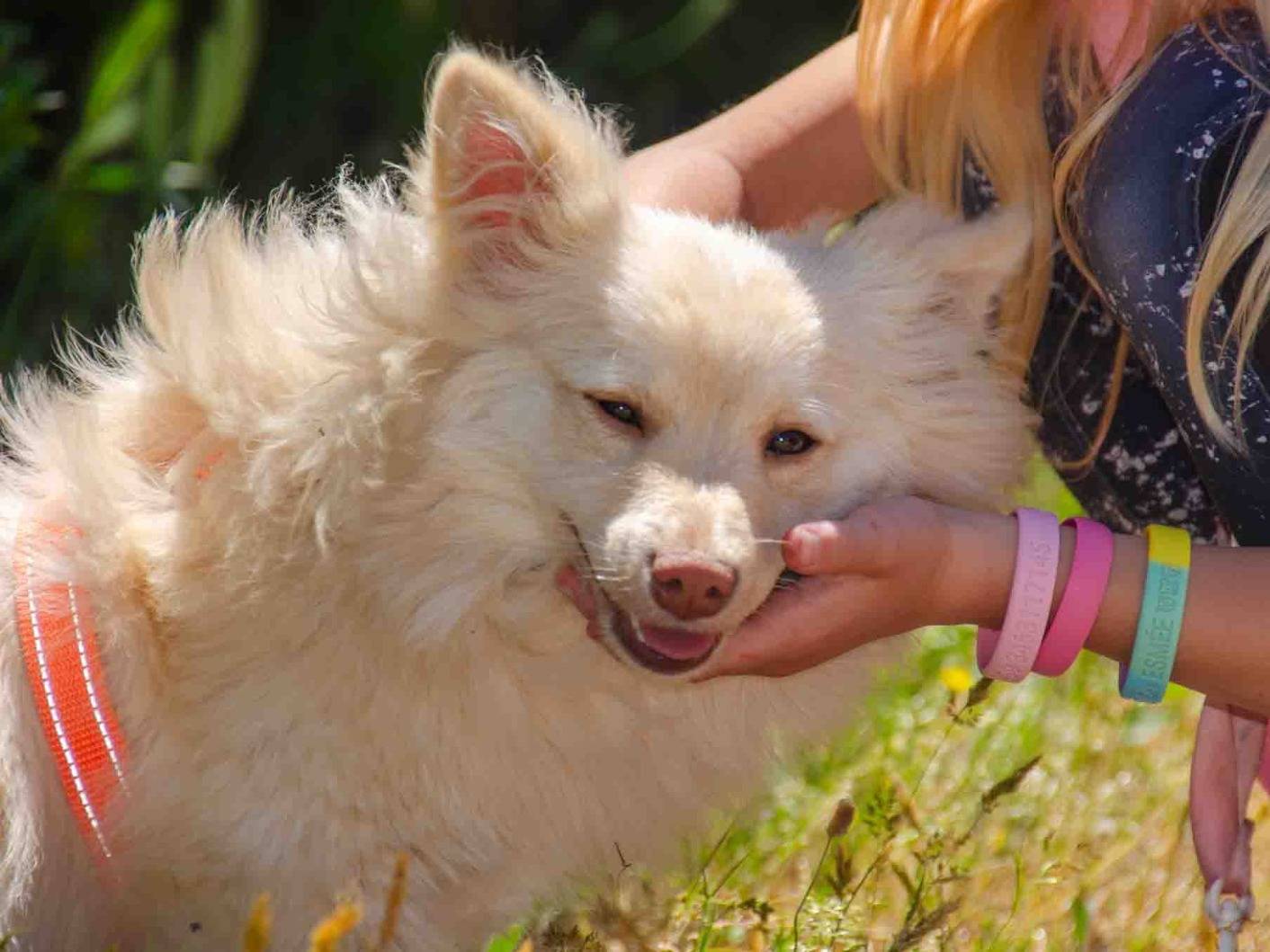 Adozione cane, maschio, Razza sconosciuta Razza sconosciuta, 1 anno, taglia piccola, Lecce