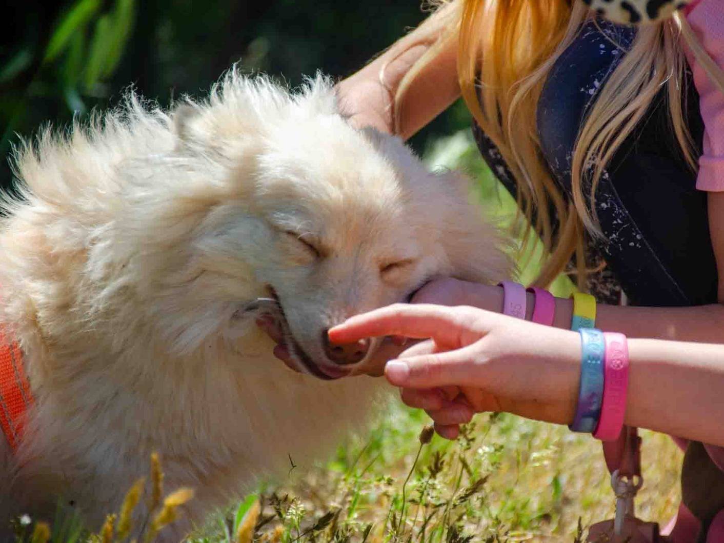 Adotta un cane, taglia piccola, maschio, Lecce