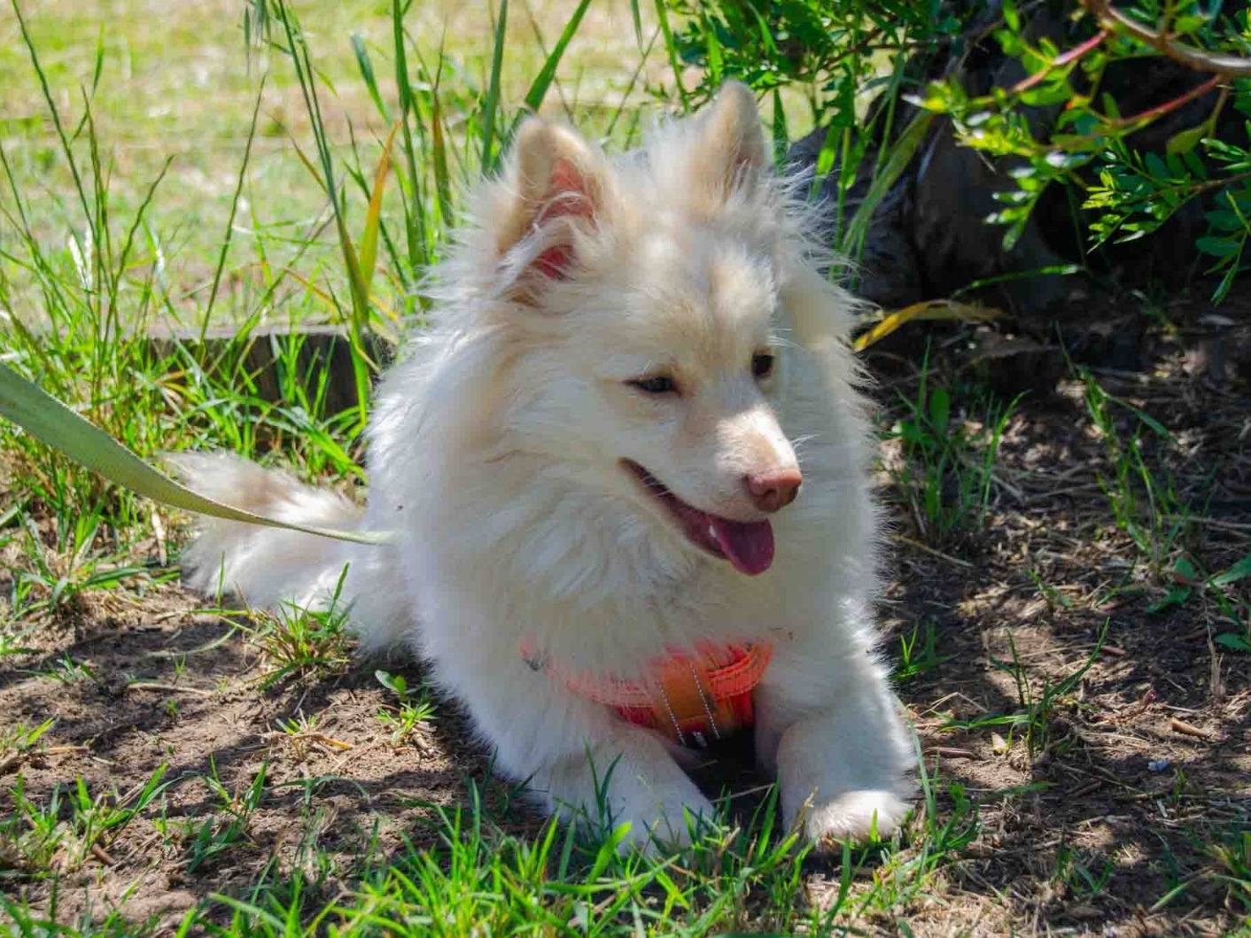 Vuoi adottare un cane a Lecce?