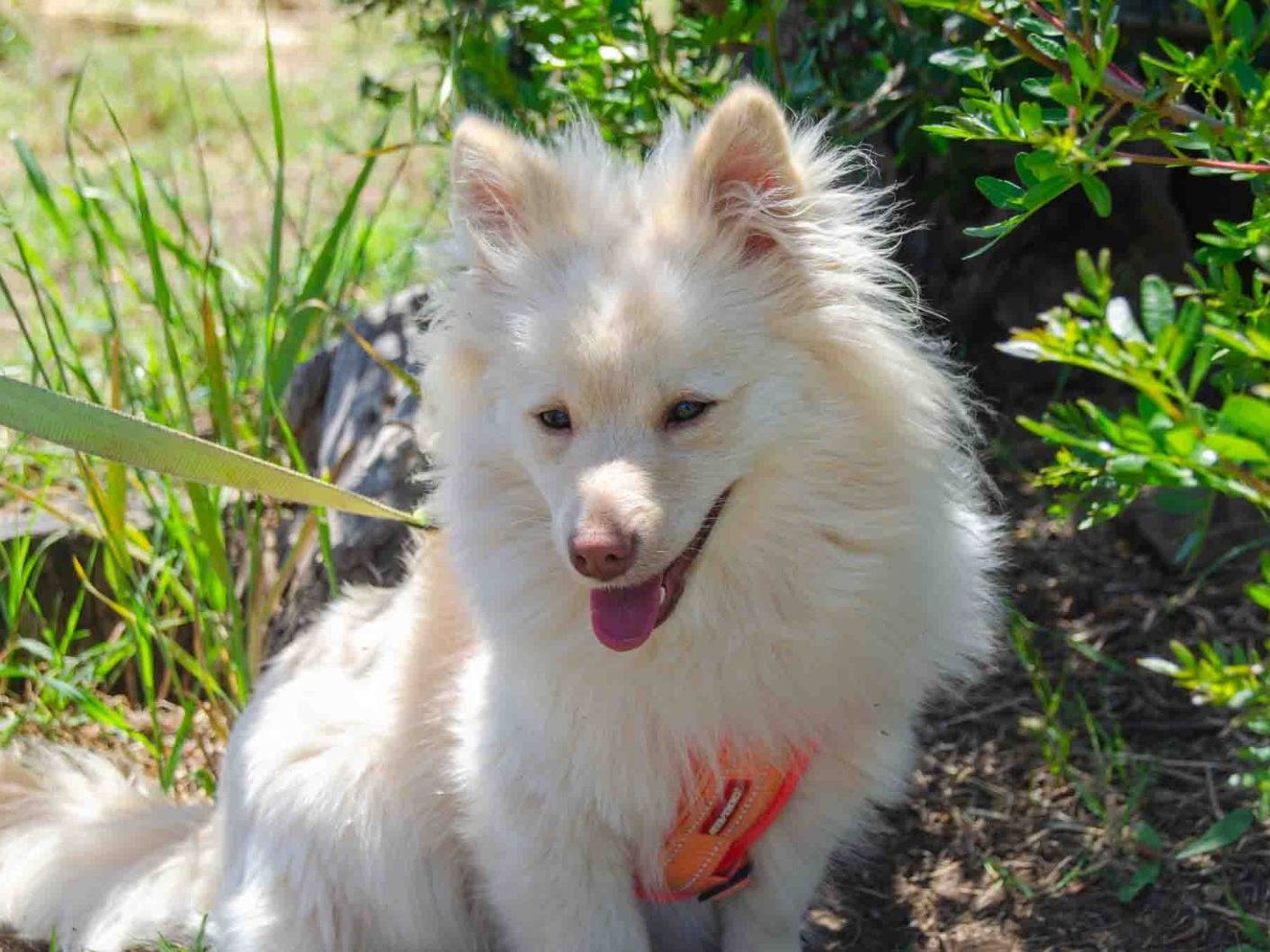 Adotta il cane Axel a Lecce