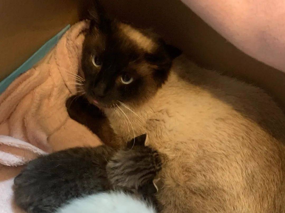 Adotta un gatto, femmina, 3 anni e 7 mesi, Chieti