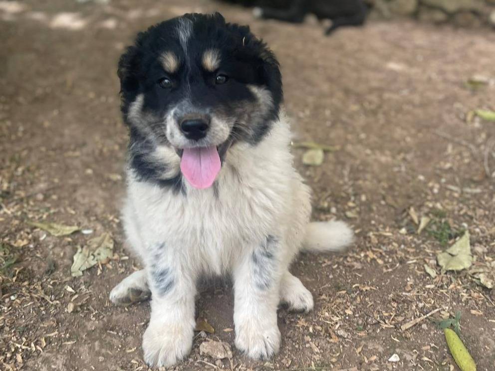 Adozione cane, femmina, Razza sconosciuta Razza sconosciuta, 2 mesi, taglia media, Frosinone