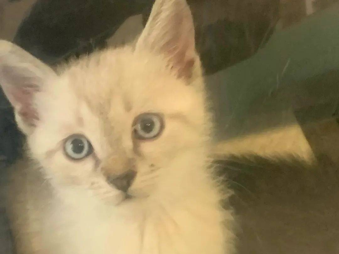 Adotta un gatto, taglia non valida, femmina, Chieti