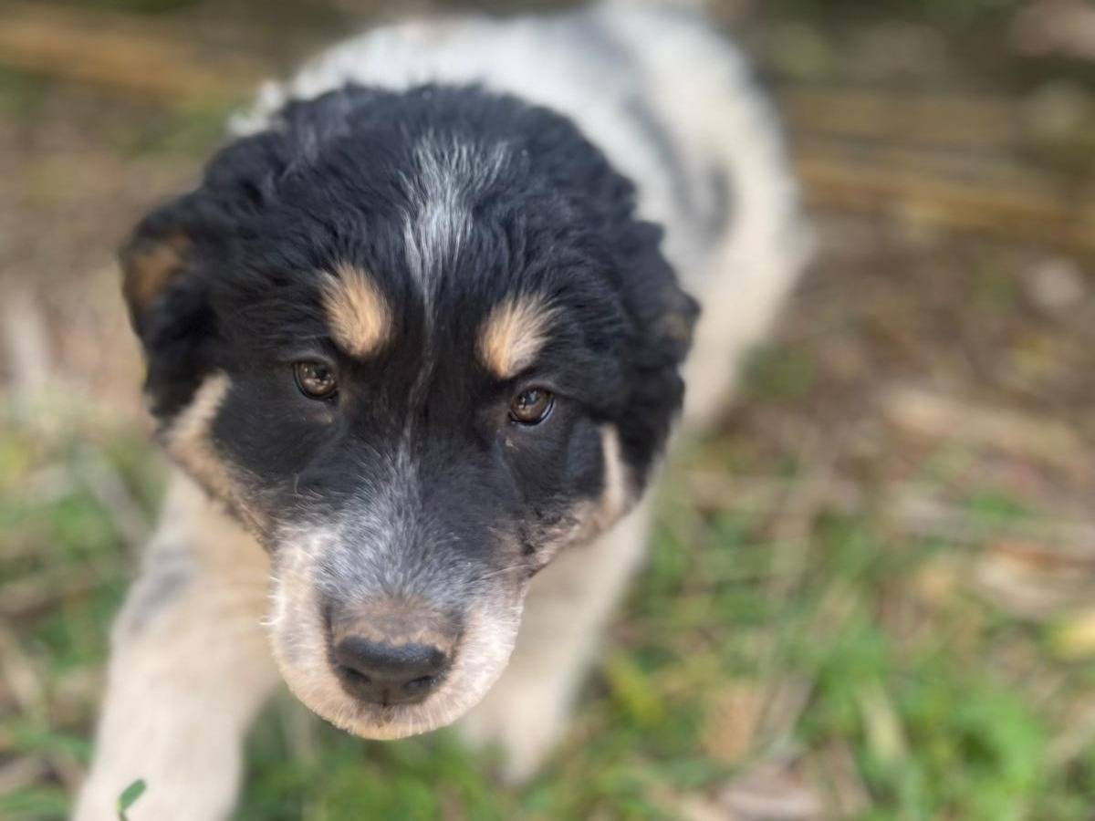 Adotta un cane, femmina, 2 mesi, Frosinone