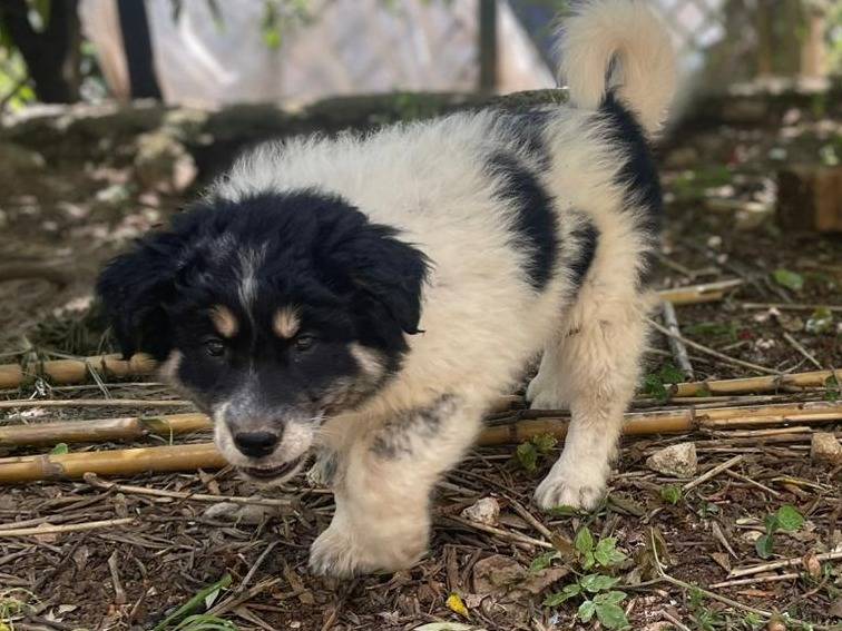 Adotta un cane, taglia media, femmina, Frosinone