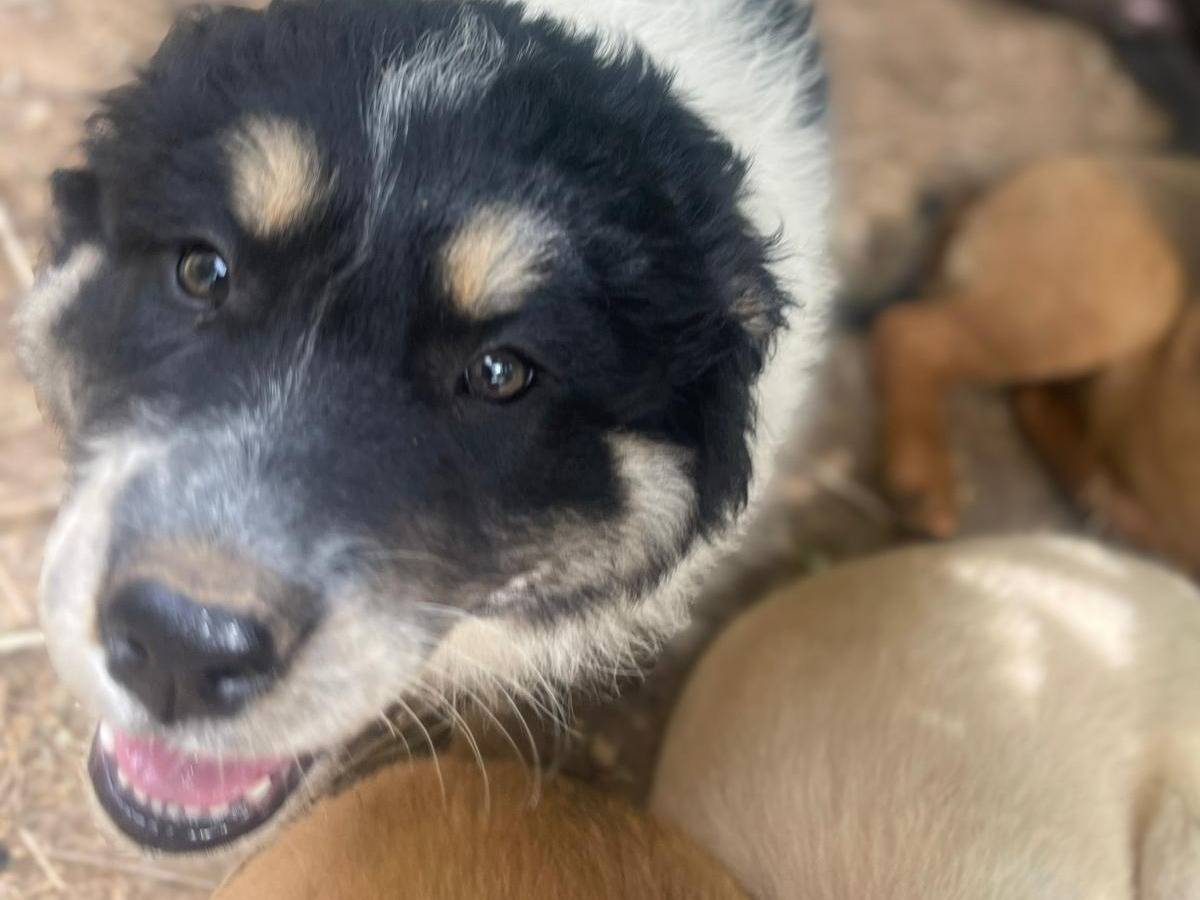 Vuoi adottare un cane a Frosinone?